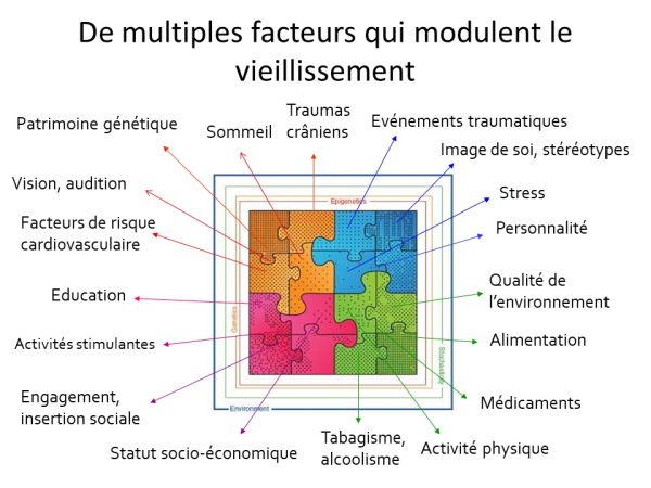 Facteurs qui modulent le vieillissement