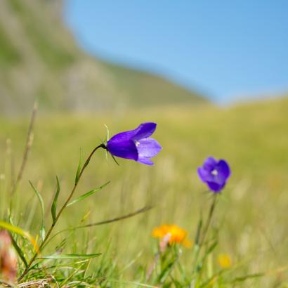 Oui à la Loi sur le CO2 et à la Loi COVID-19, Non aux initiatives agricoles 