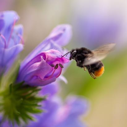 Événement de session «Politique communale» sous le signe de la biodiversité
