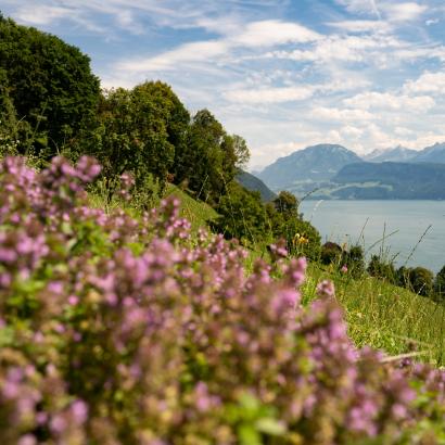 Schneller Zugang zu Natur-Forschungsergebnissen mit dem ValPar.CH-Praxisnavigator